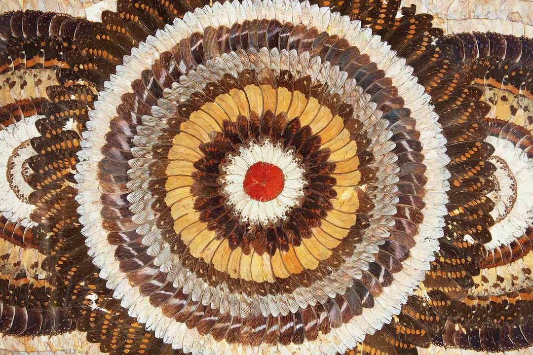 Art Deco butterfly wing circular pattern artwork in earthy tones by Collection TH10, showcasing intricate natural design