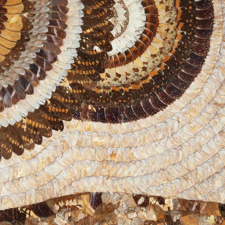 Close-up of intricate butterfly wing pattern forming a stunning Art Deco design by Collection TH10