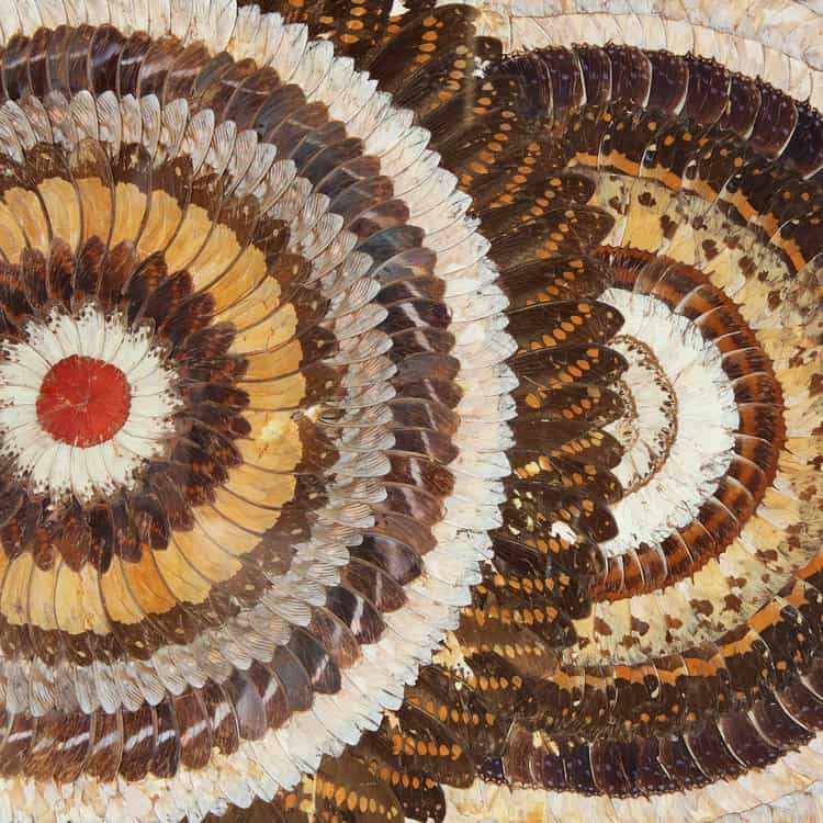 Close-up of Art Deco butterfly wing artwork featuring intricate patterns in warm tones from Collection TH10