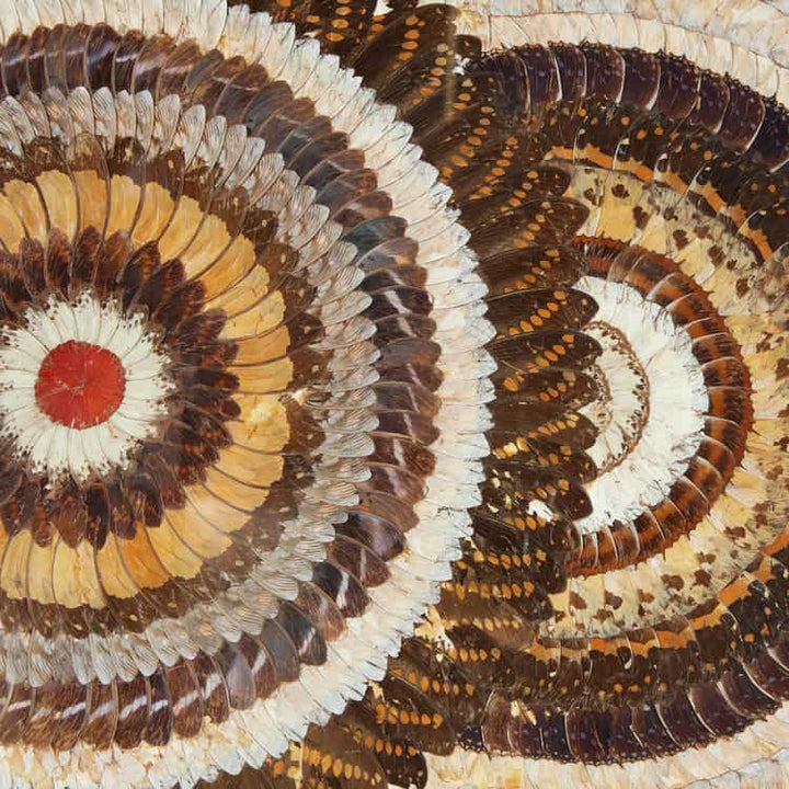 Close-up of Art Deco butterfly wing artwork featuring intricate patterns in warm tones from Collection TH10