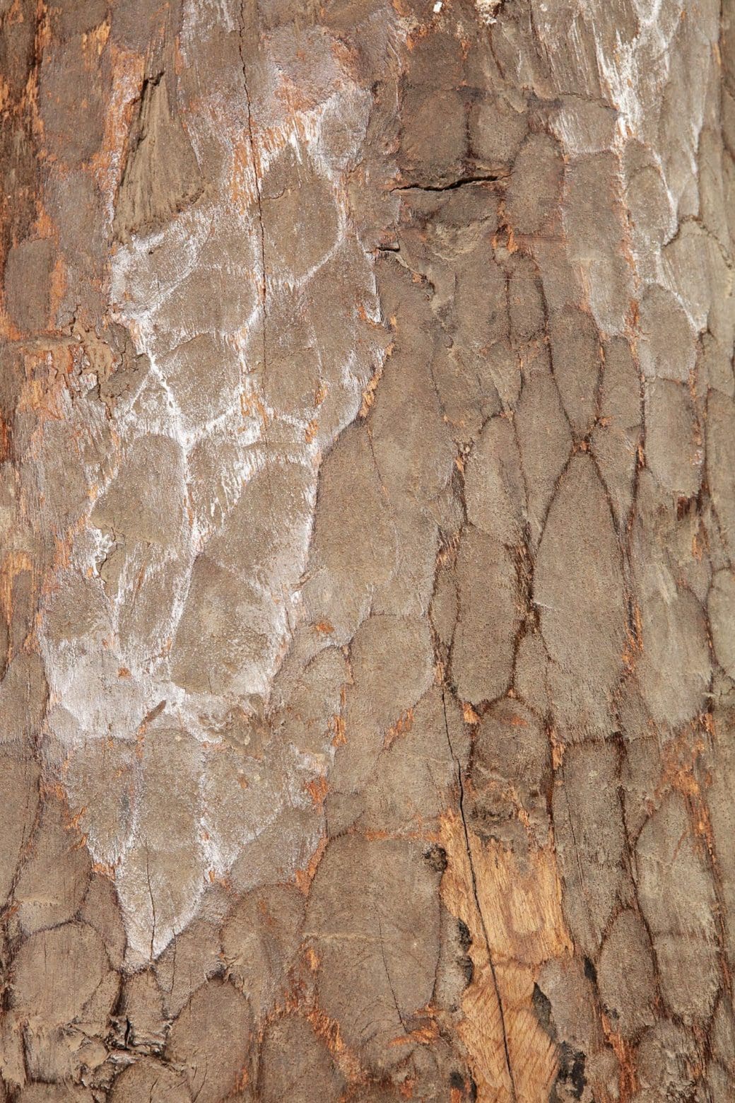 Close-up of rustic hollowed tree trunk texture with facet cuts from Collection EE10 hall stick stand circa 1900