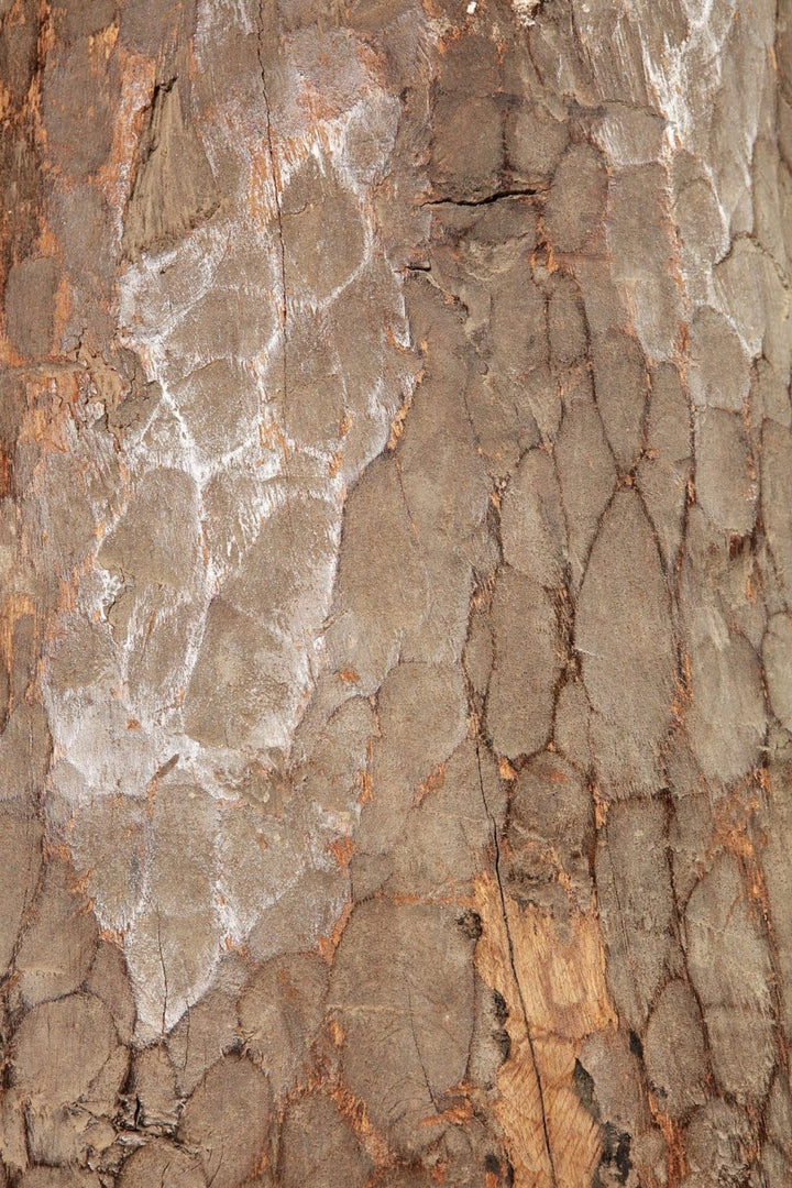 Close-up of rustic hollowed tree trunk texture with facet cuts from Collection EE10 hall stick stand circa 1900