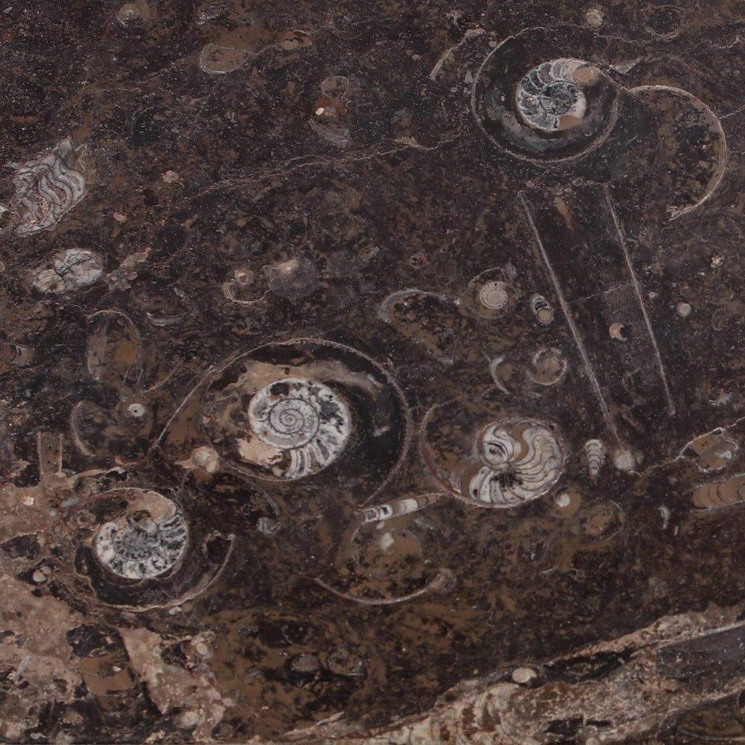 Close-up of fossil inlays on marble top surface of Collection TH10 late Regency brass inlaid side cabinet