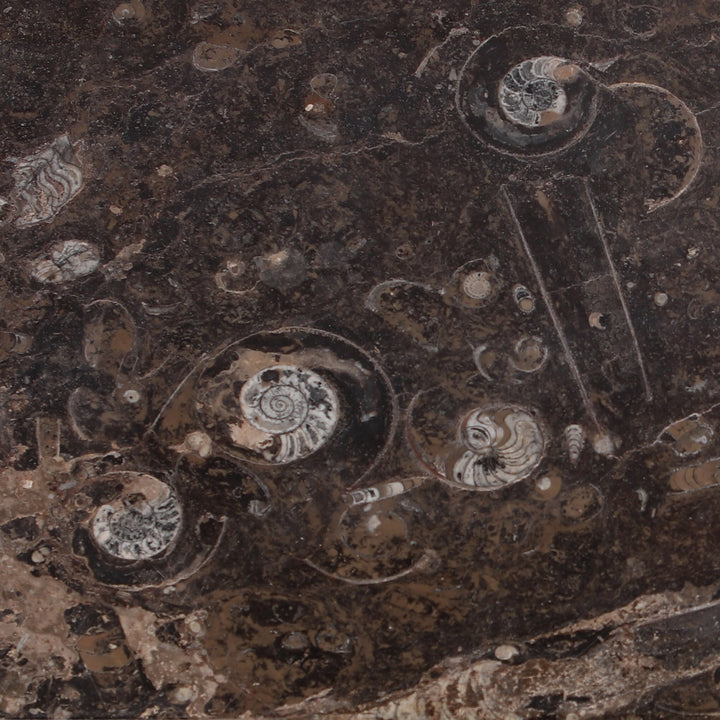 Close-up of fossil inlays on marble top surface of Collection TH10 late Regency brass inlaid side cabinet