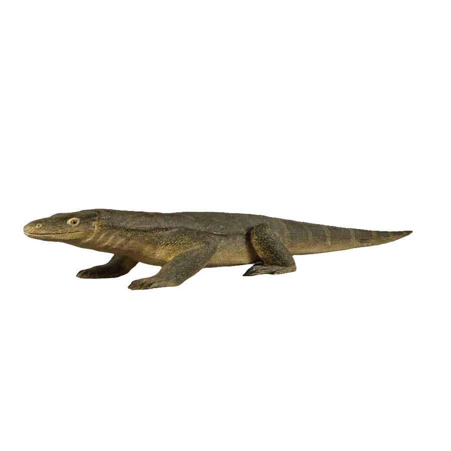 Naturalistic carved wood Komodo dragon model with painted scales by Nicholas Wells Antiques circa 1900 Indonesia